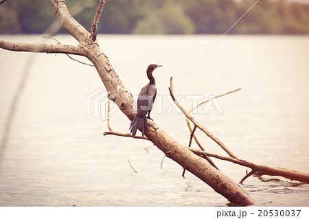 Black heron 20530037