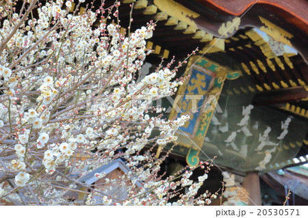 京都　北野天満宮の白梅 20530571