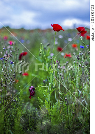 poppy flowers garden poppy flowers garden 20530723