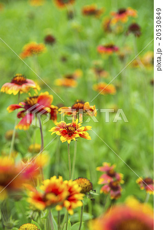 cone flowers garden cone flowers garden 20530849