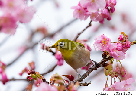 メジロと河津桜 メジロと河津桜 20531206