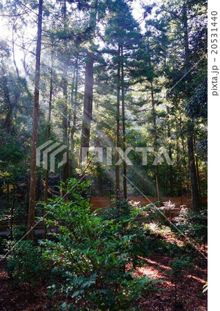 木漏れ日 20531440