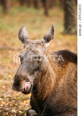 Close up of head of wild female moose, elk 20531835