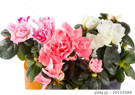 Three blossoming mini-azaleas of different color Three blossoming mini-azaleas of different color 20532099