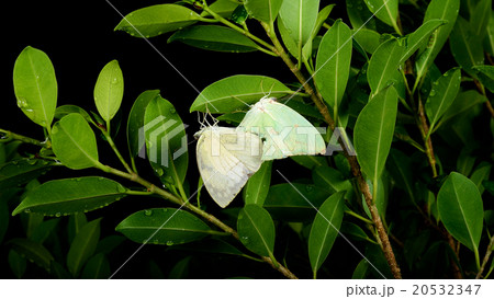 two dewy butterflies mate on the night two dewy butterflies mate on the night 20532347