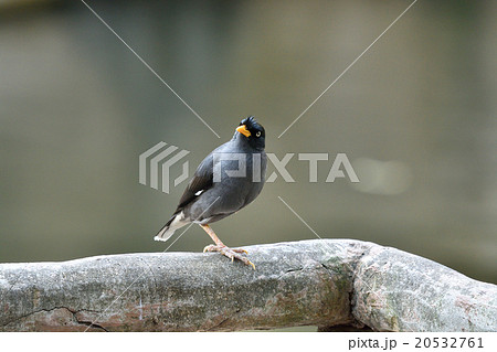 オオハッカ 20532761