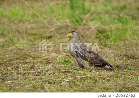 草原に降りたカンムリワシ 草原に降りたカンムリワシ 20532762