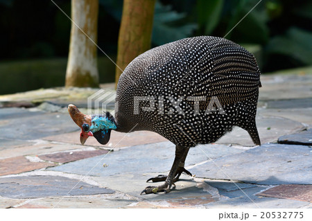 ホロホロチョウ ホロホロチョウ 20532775