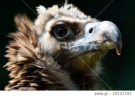 ハゲワシ若鳥の顔アップの写真素材