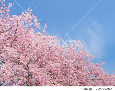 満開の桜 20533262