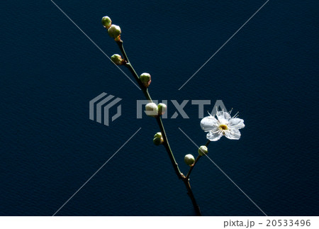 咲き始めた梅の花  20533496