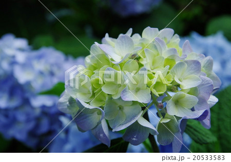 雨に打たれる紫陽花 20533583