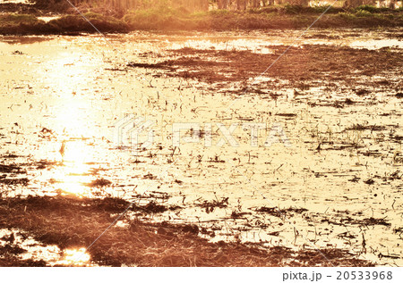 sun set light sun set light 20533968