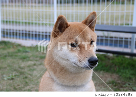 柴犬 柴犬 20534298