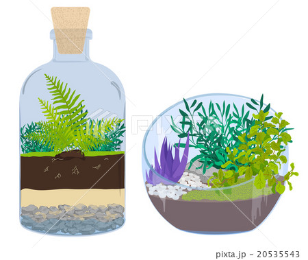 Plants in bottles. Terrariums with tree. 20535543