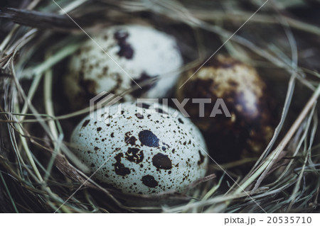 Quail eggs in the nest Quail eggs in the nest 20535710
