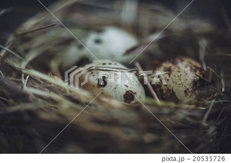 Quail eggs in the nest 20535726