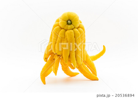 ブッシュカン(仏の手): Buddha's hand ブッシュカン(仏の手): Buddha's hand 20536894