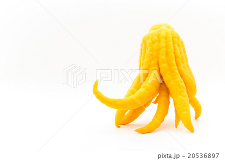 ブッシュカン（仏の手）: Buddha's hand 20536897