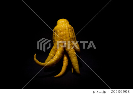 ブッシュカン(仏の手): Buddha's hand ブッシュカン(仏の手): Buddha's hand 20536908