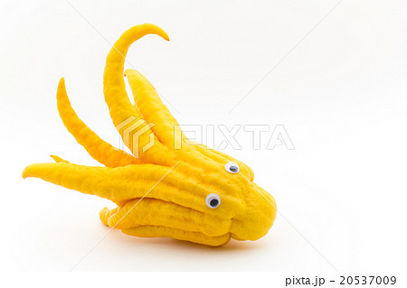 目玉シール・ブッシュカン:Wiggly-eyed Buddha's hand 20537009