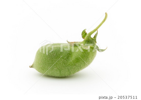 生ひよこ豆: Chickpea (Garbanzo bean) 20537511