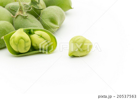 生ガルバンゾ: Chickpea (Garbanzo bean) 20537563