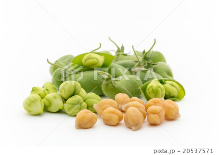 生ヒヨコ豆と茹でたヒヨコ豆: Chickpea (Garbanzo bean) 20537571