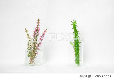 laboratory glassware with flower and cactus plant 20537773