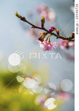 早春の水辺に河津桜咲く 20540726