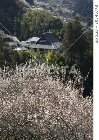 梅林の春 梅林の春 20540743