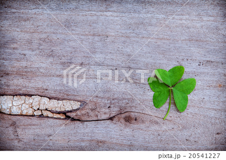 Close Up clovers leaves . 20541227