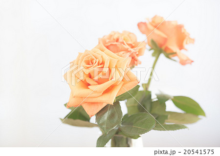 rose rose 20541575