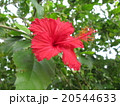 ハイビスカス 20544633
