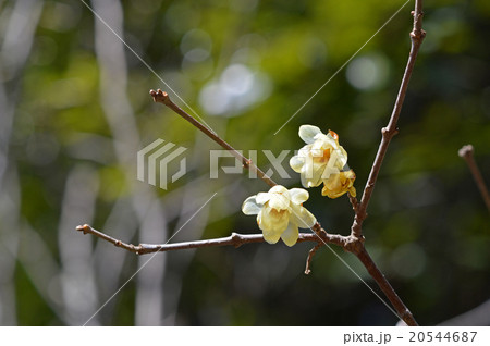 ロウバイ（蝋梅） 20544687