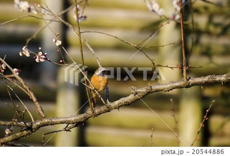 ジョウビタキ　オス 20544886