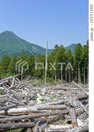 森林伐採 森林伐採 20551560