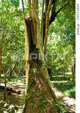 カンボジア　シェムリアップ　ベンメリア遺跡 20551604