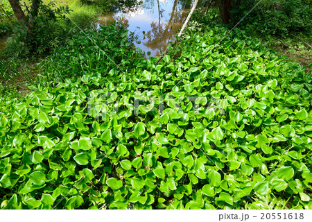 カンボジア シェムリアップ ベンメリア遺跡 カンボジア シェムリアップ ベンメリア遺跡 20551618