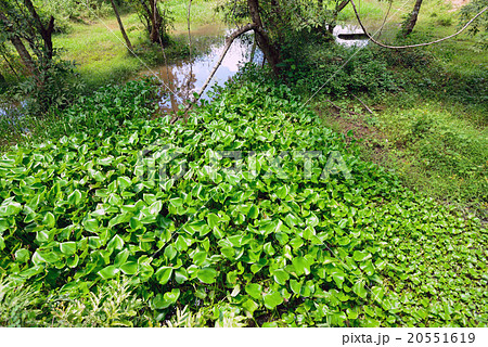 カンボジア　シェムリアップ　ベンメリア遺跡 20551619