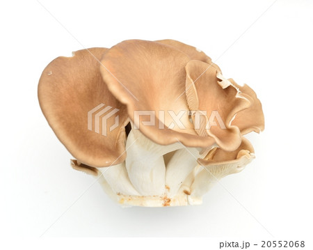 ヒマラヤタケ（ヒマラヤヒラタケ／ヒマラヤ茸）きのこ食材イメージ。 20552068