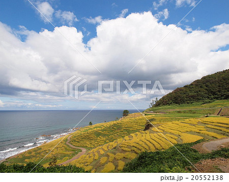 白米千枚田 20552138