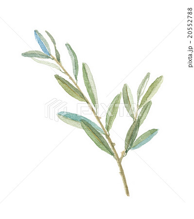 オリーブの葉 20552788