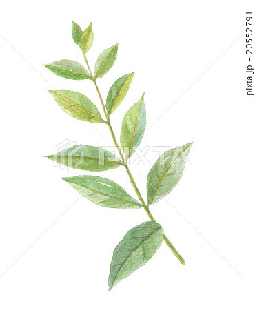 ヘナ ヘンナ ヘナ ヘンナ 20552791