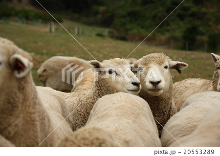 ひつじさん 20553289