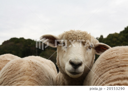 ひつじさん 20553290