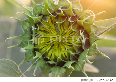 closeup blooming sunflower beauty in nature 20553732