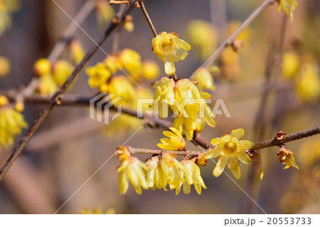 ロウバイ 20553733