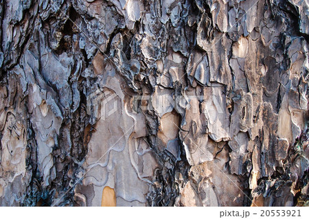 wooden texture background 20553921