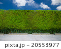 green fence with green lawn 20553977
